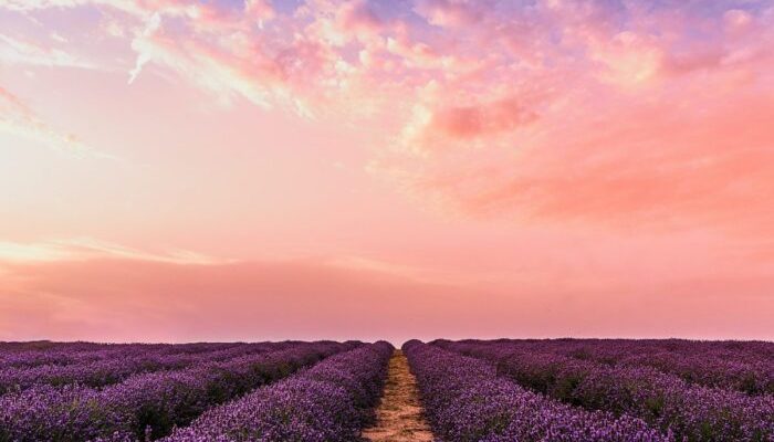 lavender 2000 1200x1200 1 700x700 1