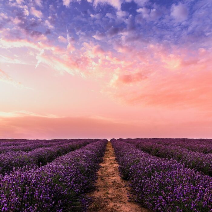 lavender 2000 1200x1200 1 700x700 1