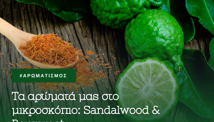 ΤΑ ΑΡΩΜΑΤΑ ΜΑΣ ΣΤΟ ΜΙΚΡΟΣΚΟΠΙΟ BERGAMONT SANDALWOOD 700x587 1